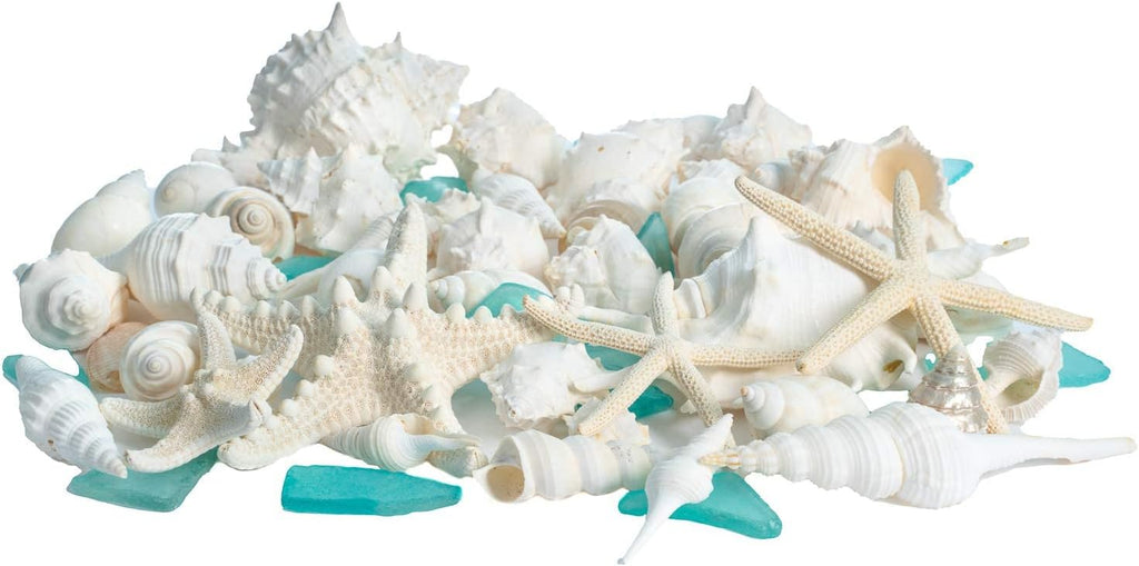 Nautical Crush Trading Sea Shells - White Real Mixed Beach Seashells (1lb) with Starfish & Sea Glass - Shells for Crafts - Ocean Decor - Beach Party Decorations - Seashell Decor - Large Shells Crafts