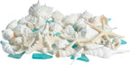 Nautical Crush Trading Sea Shells - White Real Mixed Beach Seashells (1lb) with Starfish & Sea Glass - Shells for Crafts - Ocean Decor - Beach Party Decorations - Seashell Decor - Large Shells Crafts