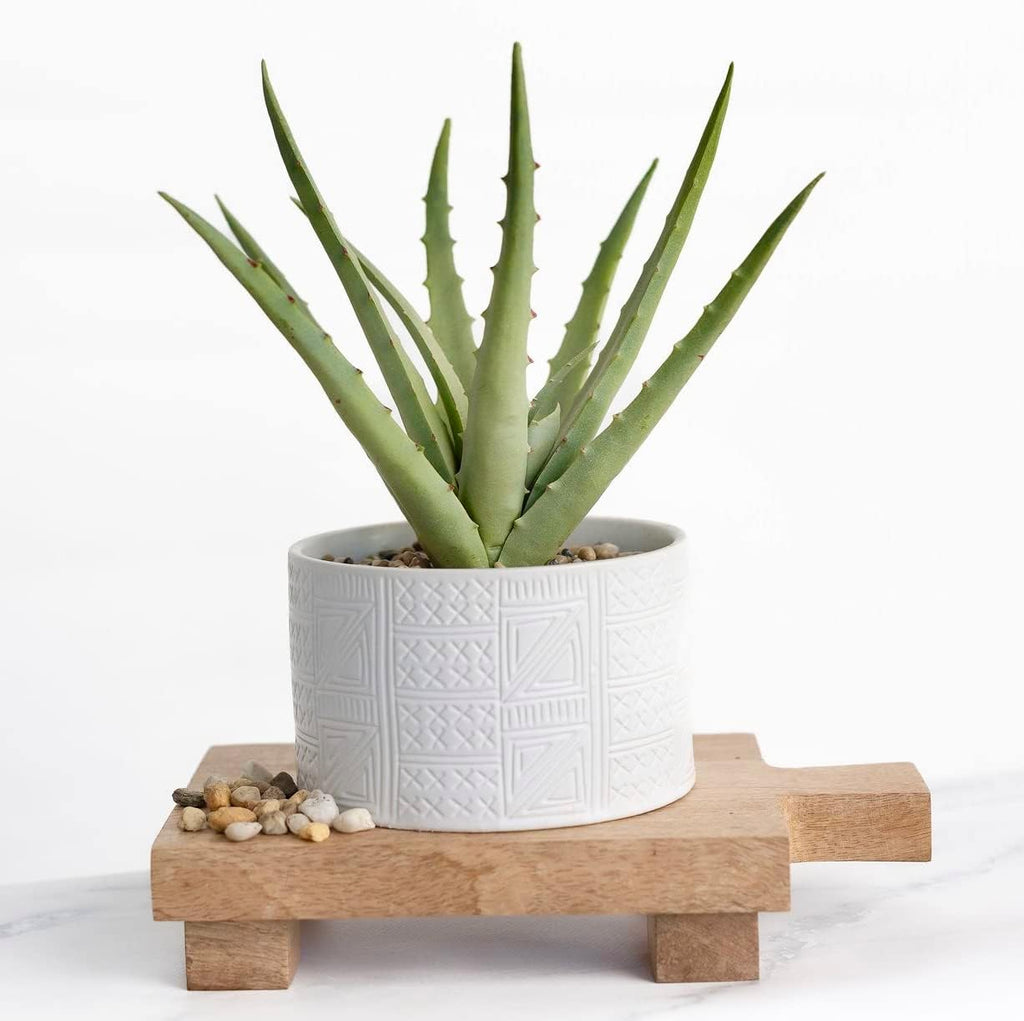 Kurrajong Farmhouse Artificial Plant in White Ceramic Pot | 10" high sage Green Faux Agave Plant | Fake Plant for Desk Decor | Artificial Agave for Home Decor | Artificial Succulent for Shelf Decor