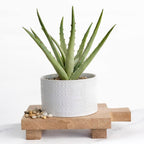 Kurrajong Farmhouse Artificial Plant in White Ceramic Pot | 10" high sage Green Faux Agave Plant | Fake Plant for Desk Decor | Artificial Agave for Home Decor | Artificial Succulent for Shelf Decor