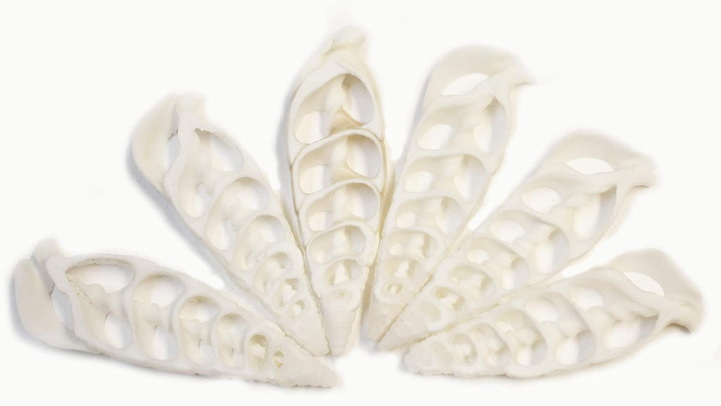 Bulk 50 Center Cut White Cerithium Shells Shells Seashells 1 1/2" - 2" Shellcraft Beach Crafts Nautical Decor Center Slices
