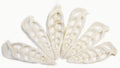 Bulk 50 Center Cut White Cerithium Shells Shells Seashells 1 1/2" - 2" Shellcraft Beach Crafts Nautical Decor Center Slices