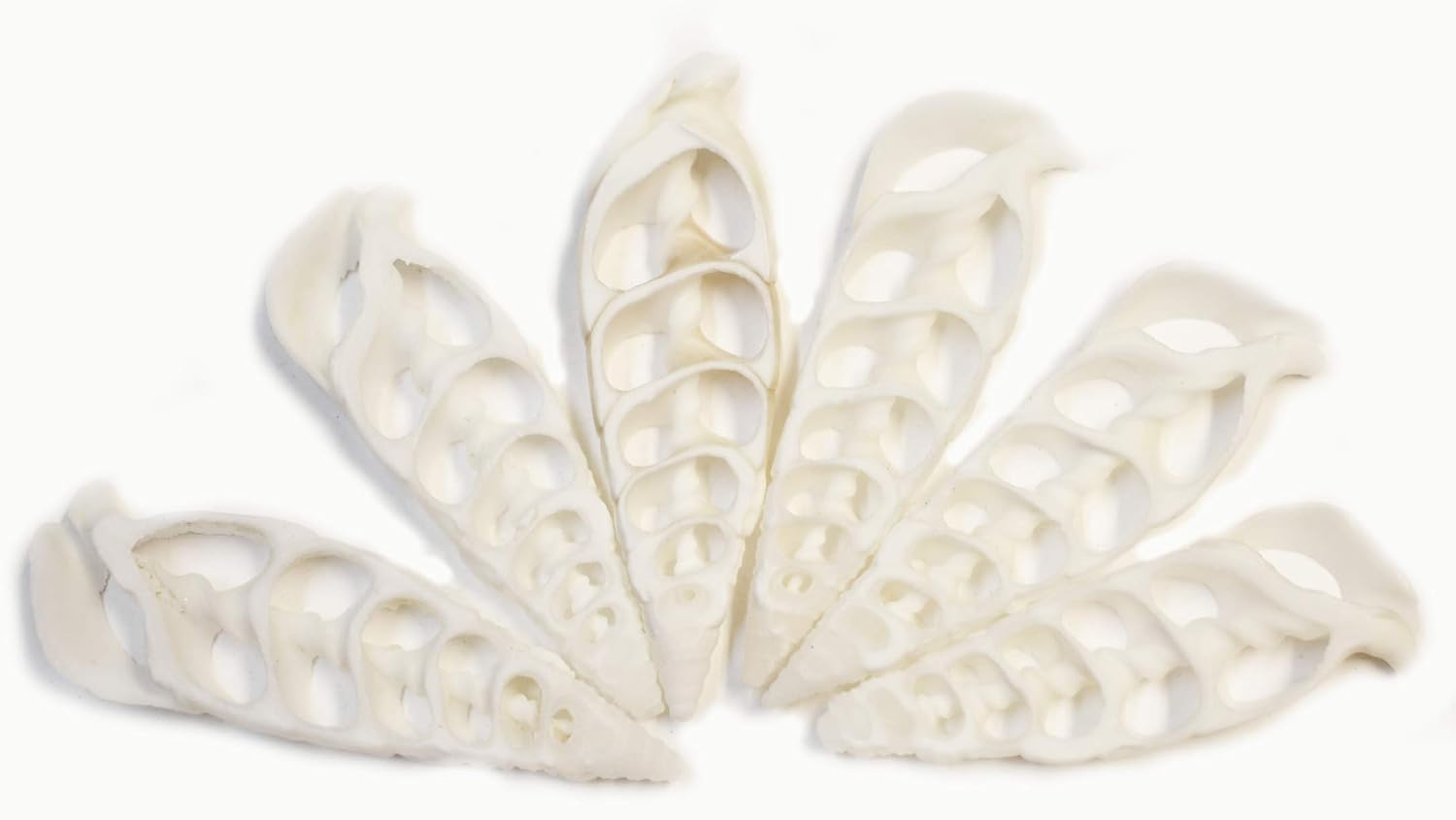 Bulk 50 Center Cut White Cerithium Shells Shells Seashells 1 1/2" - 2" Shellcraft Beach Crafts Nautical Decor Center Slices