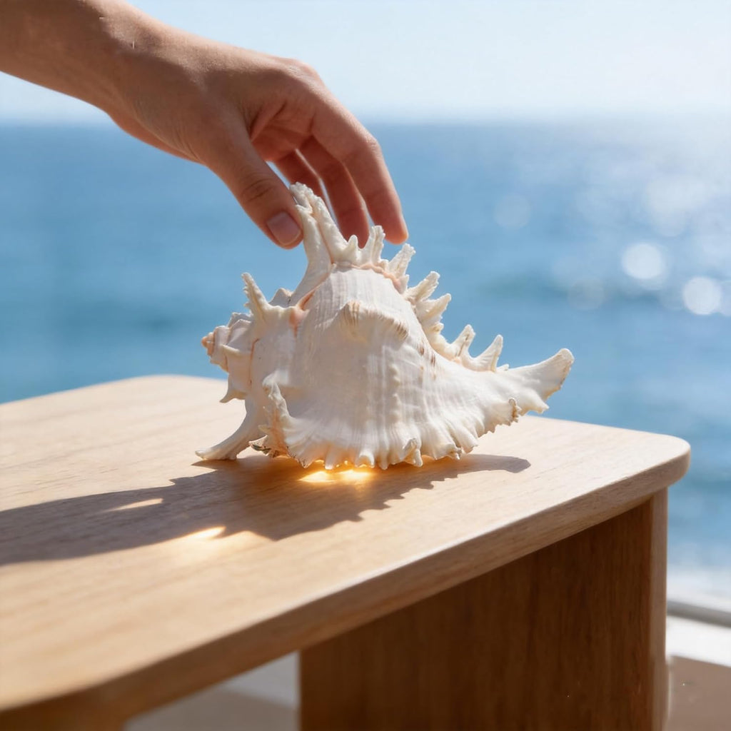 Natural Conch Shell, Real Large Conch Shell, Sea Shells for Vase Filler, Outdoor Shells, Air Plants, Beach Theme Home Decor, Wedding Decor, Beach Theme Party, Aquarium Decoration 5-6''