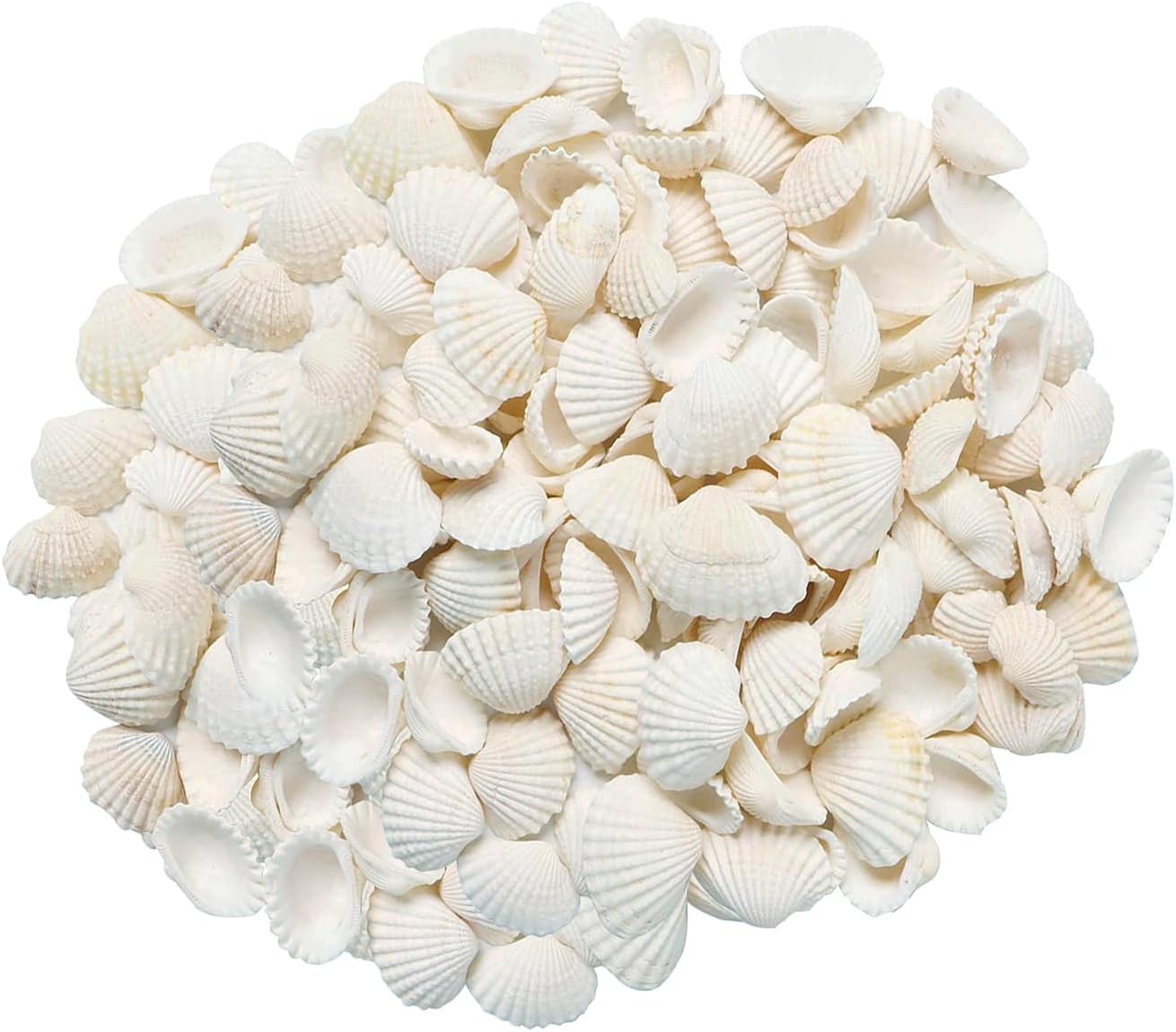 Small Tiny White Sea Shells Mini Clam Bulk Candle DIY Craft Shell Natural Seashells for Home Decor, Vase Filler,Beach Decorations Shells, 9oz