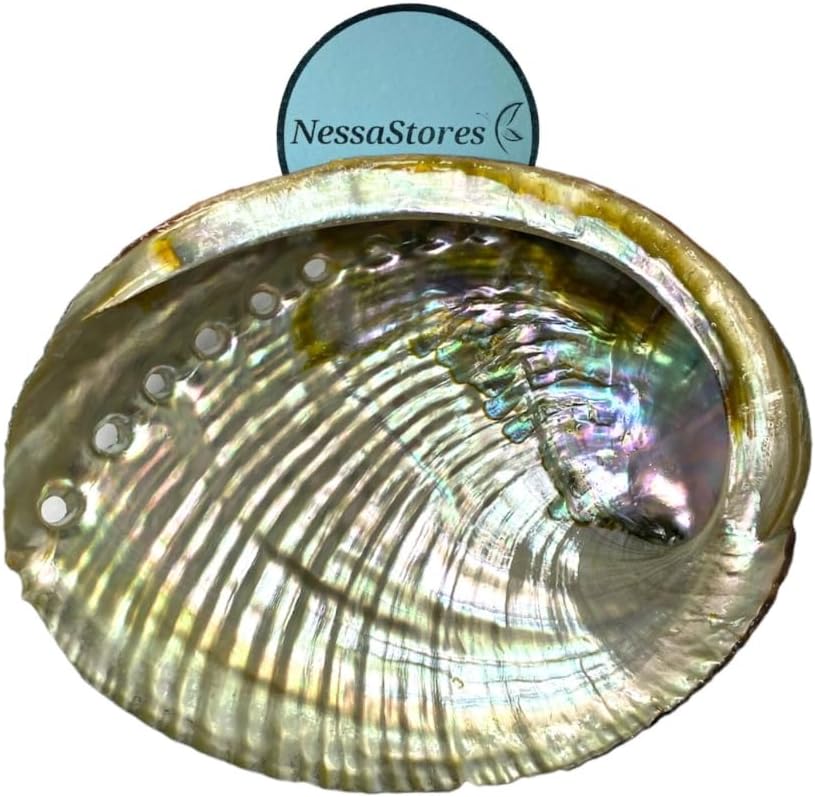 NessaStores 1 Abalone Shell 4 to 5 Inches | Beautiful All Natural Smudge Bowl - Perfect for Smudge Sticks, Incense Sticks and a Sage Smudge Kit. JC-011