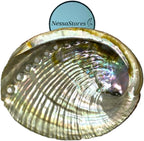 NessaStores 1 Abalone Shell 4 to 5 Inches | Beautiful All Natural Smudge Bowl - Perfect for Smudge Sticks, Incense Sticks and a Sage Smudge Kit. JC-011