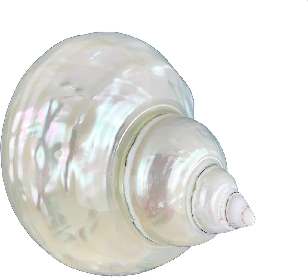 Worlds White Jade Turbo Pearled Sea Shells&Hermit Crab Sea Shells,Turbo Shells 3-1/2"~4" Inch