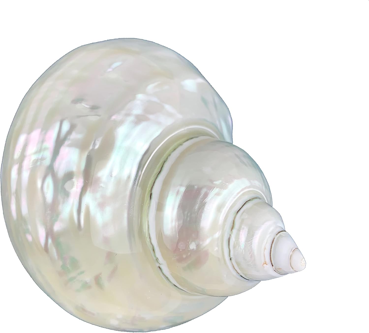 Worlds White Jade Turbo Pearled Sea Shells&Hermit Crab Sea Shells,Turbo Shells 3-1/2"~4" Inch