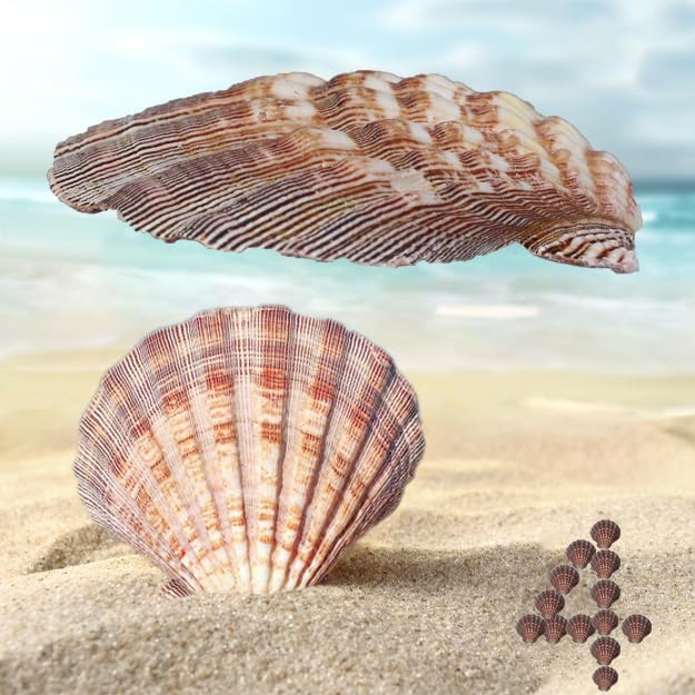 4 Piece 5-6" Lion's Paw Sea Shell，for Baking Smudging Crafts Beach Decor - Ocean Beach Seashells Perfect for Home Decoration, Art Craft, Vase Filler Fish Tank