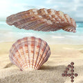 4 Piece 5-6" Lion's Paw Sea Shell，for Baking Smudging Crafts Beach Decor - Ocean Beach Seashells Perfect for Home Decoration, Art Craft, Vase Filler Fish Tank