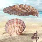4 Piece 5-6" Lion's Paw Sea Shell，for Baking Smudging Crafts Beach Decor - Ocean Beach Seashells Perfect for Home Decoration, Art Craft, Vase Filler Fish Tank