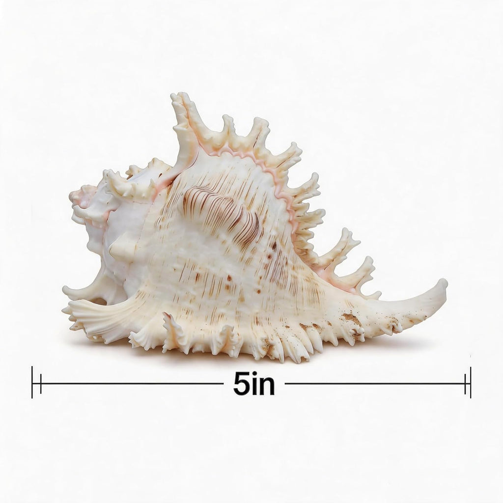 Natural Conch Shell, Real Large Conch Shell, Sea Shells for Vase Filler, Outdoor Shells, Air Plants, Beach Theme Home Decor, Wedding Decor, Beach Theme Party, Aquarium Decoration 5-6''