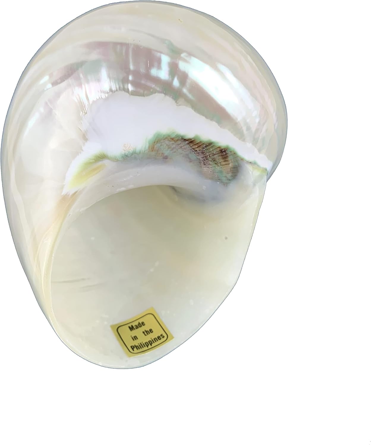Worlds White Jade Turbo Pearled Sea Shells&Hermit Crab Sea Shells,Turbo Shells 3-1/2"~4" Inch