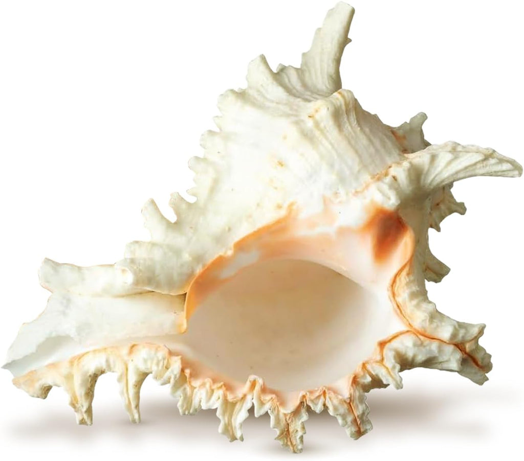 Conch Shell Decor - Seashell Decor - 6-7" Large Murex Ramosus Sea Shell - Shells for Decoration - Large Seashells for Crafts - Magic Conch Shell Room Decor