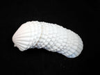 Set of 12 Large White Baking Scallop (3.5"-4") Restaurant Quality Real Seashells Beach Wedding Coastal Crafts and Decor - Florida Shells and Gifts Inc.