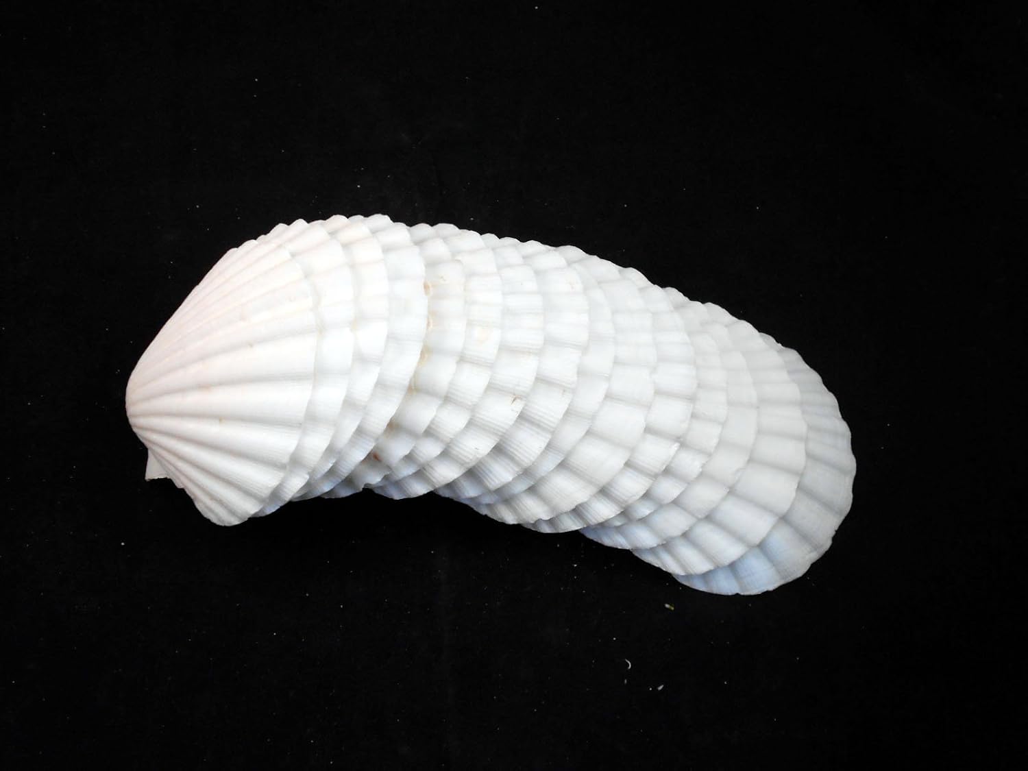 Set of 12 Large White Baking Scallop (3.5"-4") Restaurant Quality Real Seashells Beach Wedding Coastal Crafts and Decor - Florida Shells and Gifts Inc.