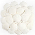 Jangostor 20 PCS Scallop Shells Natural Seashell, 2.3" to 3.5" White Scallop Shells Large Seashells for Crafts Wedding Decor Beach Theme Party, Fish Tank and Vase Filler