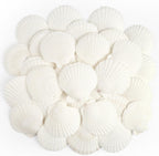 Jangostor 20 PCS Scallop Shells Natural Seashell, 2.3" to 3.5" White Scallop Shells Large Seashells for Crafts Wedding Decor Beach Theme Party, Fish Tank and Vase Filler