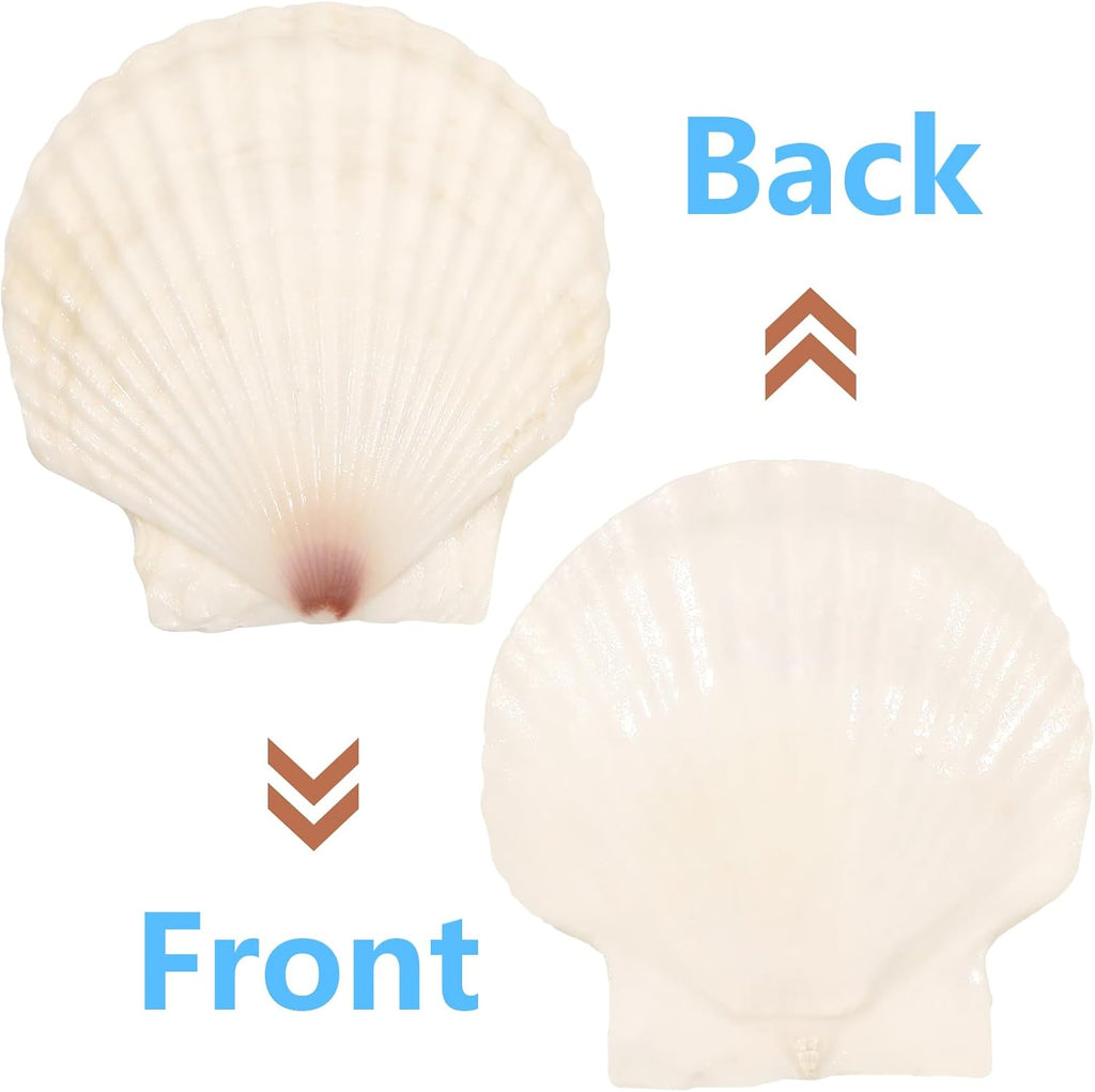 10 PCS 4-5 Inch Large Scallop Shells for Crafting, Natural Large Seashells for Crafts, White Big Sea Shells for DIY Painting, Baking, Beach Wedding Decors