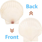 10 PCS 4-5 Inch Large Scallop Shells for Crafting, Natural Large Seashells for Crafts, White Big Sea Shells for DIY Painting, Baking, Beach Wedding Decors