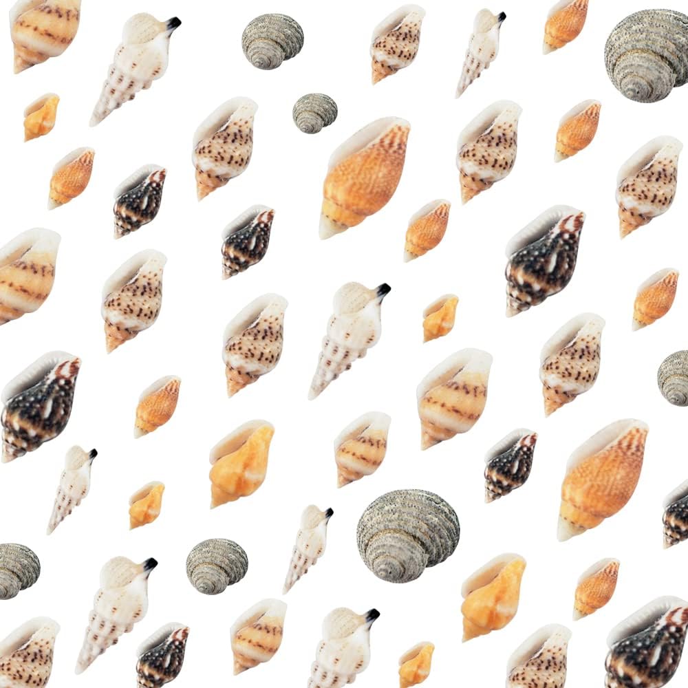 2000 Pcs Tiny Sea Shells for Crafting,Mixed Ocean Beach Mini Seashells Bulk for Home Decorations,Beach Theme Party, Small Shells for Craft, Wedding Decor, Fish Tank Vase Filler(5-12 mm)