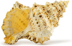 Conch Shell Decor - Seashell Decor (9in)