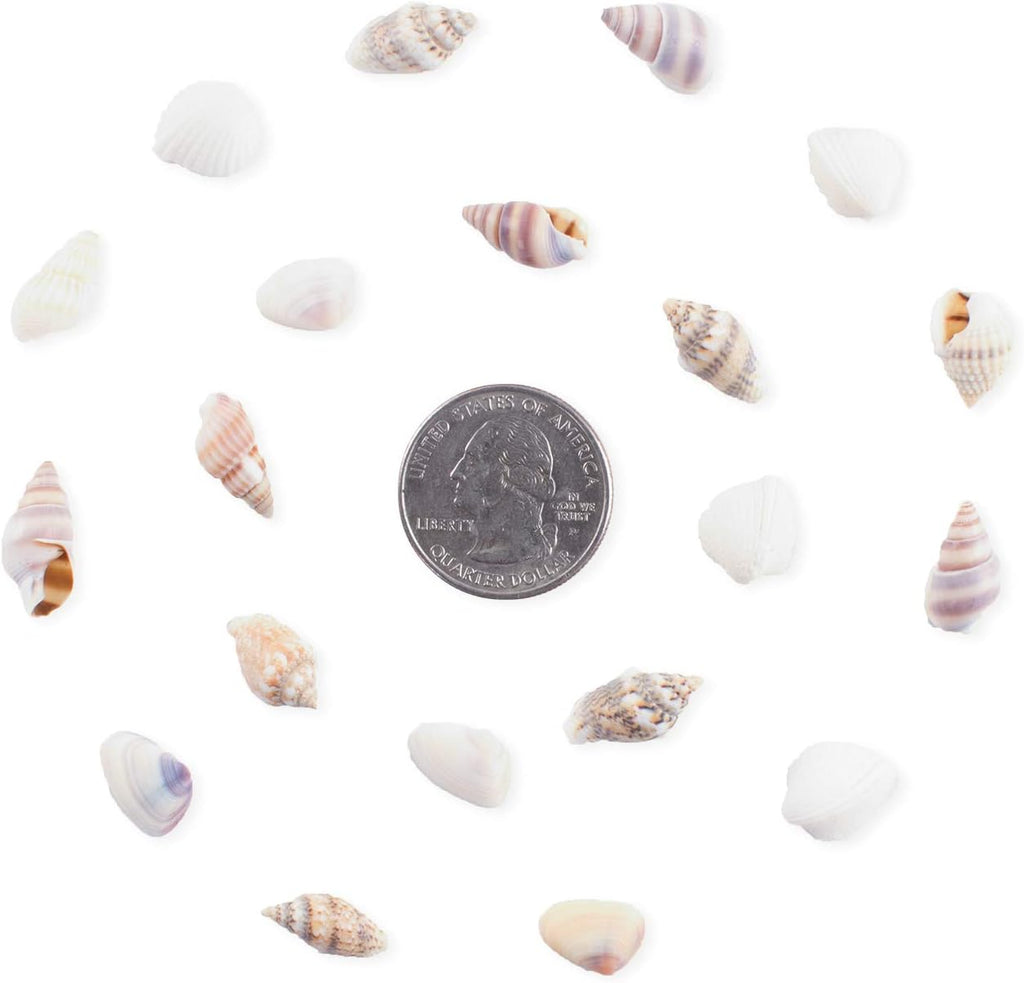 Super Z Outlet Tiny Miniature Fairy Garden Beach Critter Seashells Marine Life Collection for Vase Filler (2 Tbsp Pack)