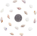 Super Z Outlet Tiny Miniature Fairy Garden Beach Critter Seashells Marine Life Collection for Vase Filler (2 Tbsp Pack)