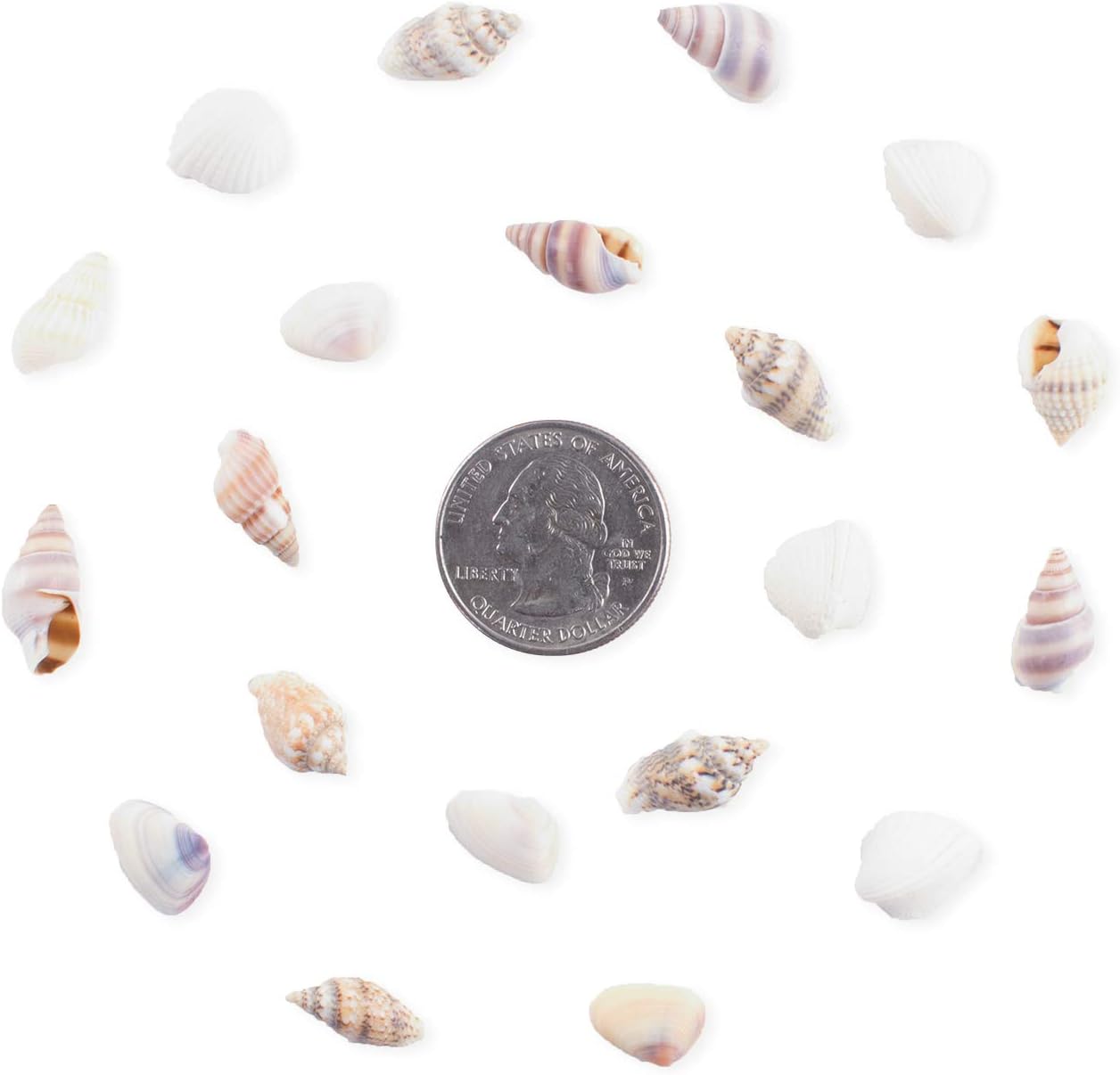 Super Z Outlet Tiny Miniature Fairy Garden Beach Critter Seashells Marine Life Collection for Vase Filler (2 Tbsp Pack)