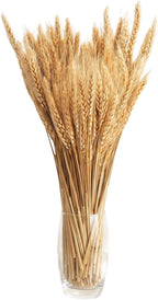 100 Stems Dried Wheat Stalks, Natural Dried Wheat Sheaves, Dry Grass Bouquet for Boho Farmhouse Home Wedding Table Kitchen Decor
