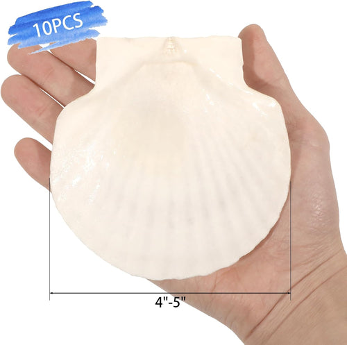 10 PCS 4-5 Inch Large Scallop Shells for Crafting, Natural Large Seashells for Crafts, White Big Sea Shells for DIY Painting, Baking, Beach Wedding Decors