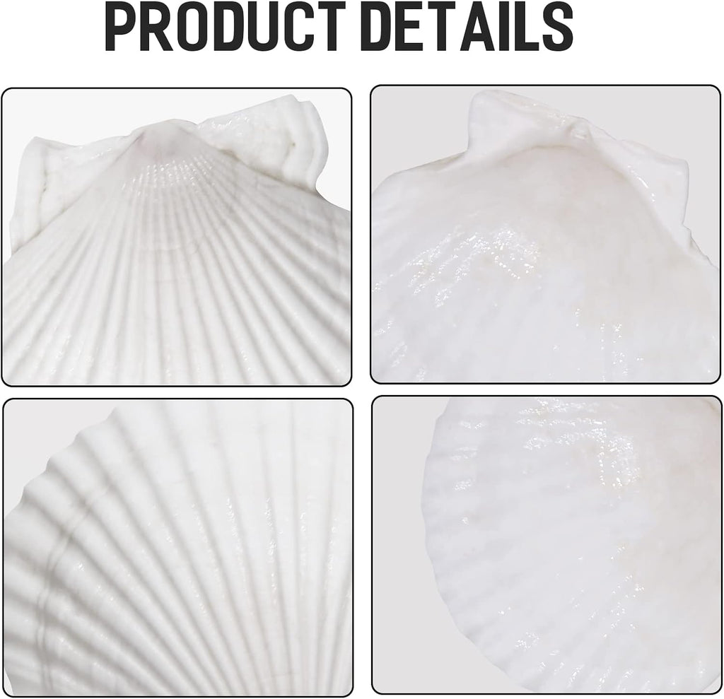 Giftvest 10PCS Sea Shells White Scallop Shells for Crafts Baking Cooking Serving Food, 4-5 inch Large Natural Seashells for DIY Crafts Seashell Beach Decorations for Home Decor