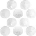 Real Sand Dollars 3" to 3.5" (10 Pack) – Sand Dollar Wall Art & Ornament Set – Beach Wedding Decor – Nautical Party Table Decor – Mini Shells for Crafts – Coastal Gifts