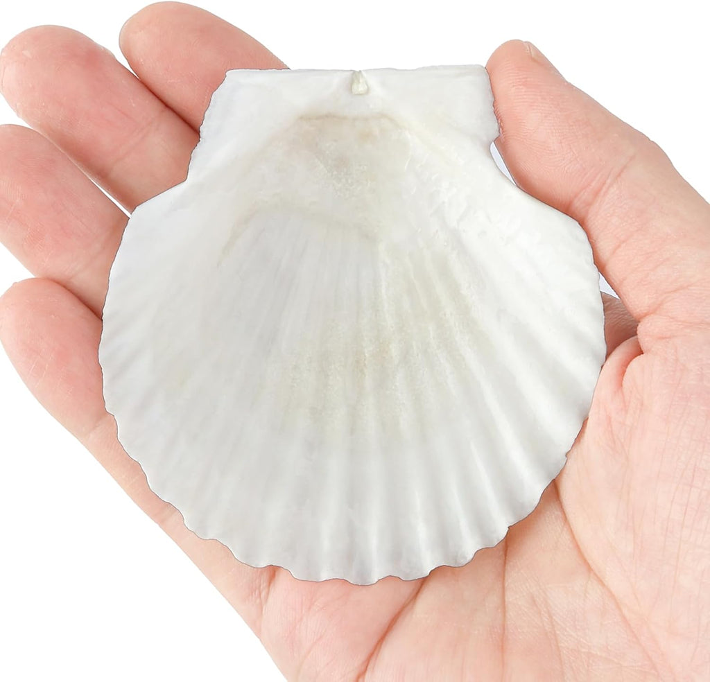 20 PCS Natural Scallop Shells for Crafts, 3 Inch White Seashell Decor for Home, Sea Shells for Decorating, DIY, Painting, Baking, Beach Wedding Decorations