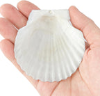20 PCS Natural Scallop Shells for Crafts, 3 Inch White Seashell Decor for Home, Sea Shells for Decorating, DIY, Painting, Baking, Beach Wedding Decorations