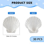 30PCS Natural White Scallop Shells, 2.5-3 Inch Seashells for Craft, Beach Decor, Candle Holder, Home Decorations, Air Plant Holder, Succulent Planter, Fish Tank Ornaments, Wedding Party Supplies