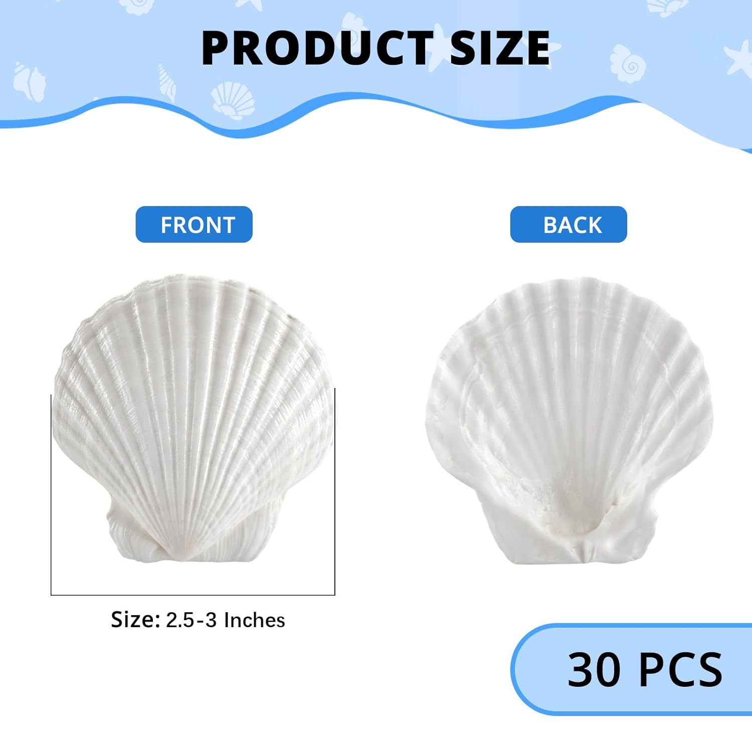 30PCS Natural White Scallop Shells, 2.5-3 Inch Seashells for Craft, Beach Decor, Candle Holder, Home Decorations, Air Plant Holder, Succulent Planter, Fish Tank Ornaments, Wedding Party Supplies