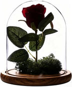 Dome with Base Glass Cloche Glass Cloche Bell Jar Display Dome with Wooden Base 6" x 7" (6 * 7)(1 Pack) (Burnt Wood)