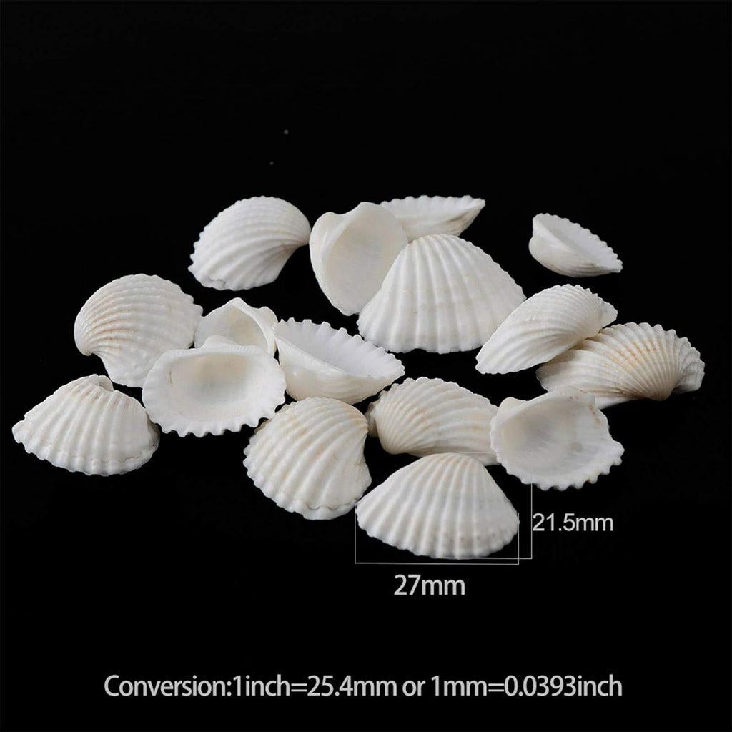 SINKOO Bulk Natural White Small Seashell Clam Super Shells Assortment for DIY Craft Beach Decor