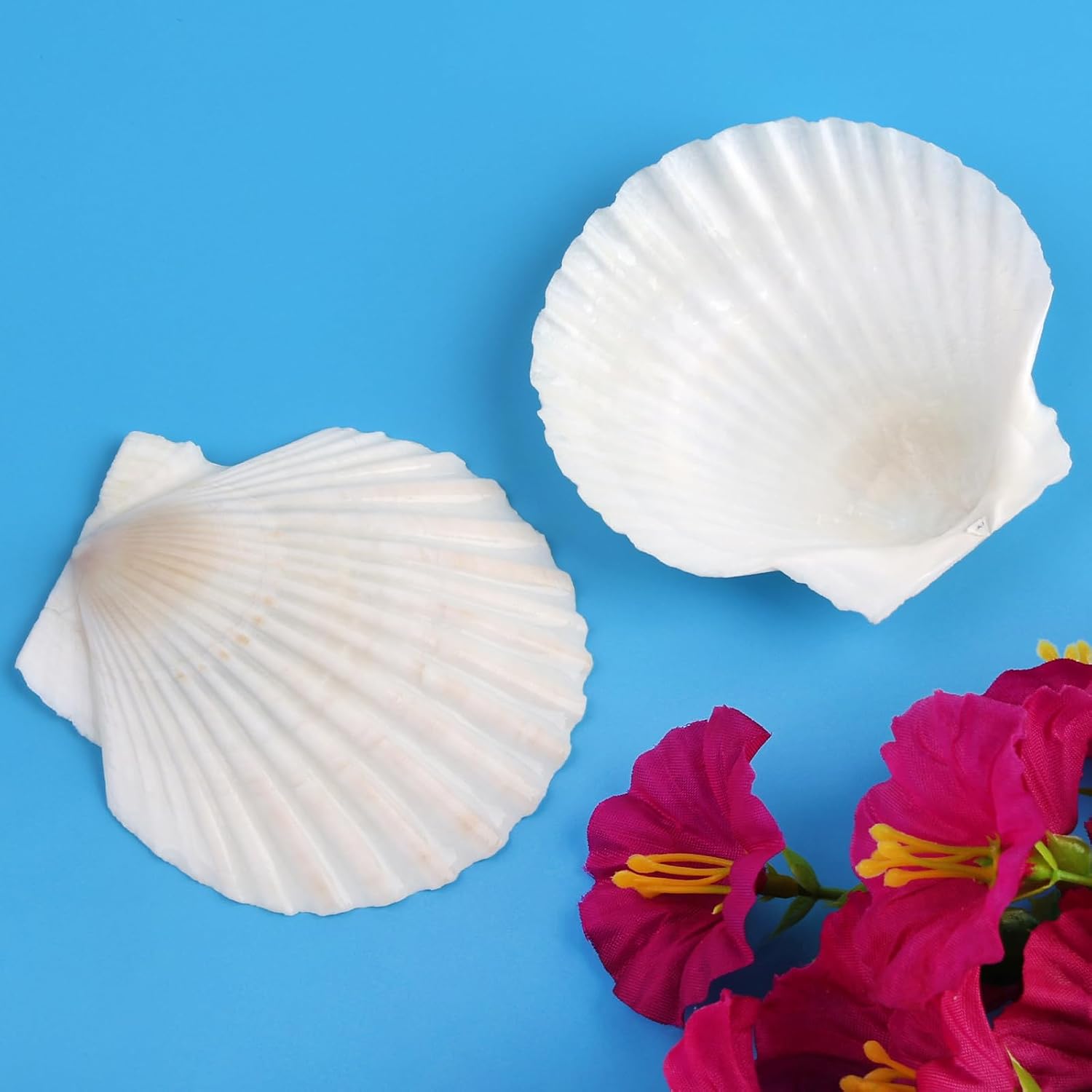 20 PCS Natural Scallop Shells for Crafts, 3 Inch White Seashell Decor for Home, Sea Shells for Decorating, DIY, Painting, Baking, Beach Wedding Decorations