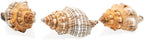 Striped Fox Sea Shell | 3 Striped Fox Conch Sea Shells | 3"-4" Collector Shell |3 piece Set for Display or Decor | Plus Free Nautical Ebook by Joseph Rains