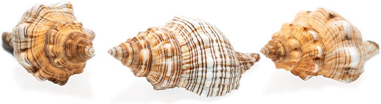 Striped Fox Sea Shell | 3 Striped Fox Conch Sea Shells | 3"-4" Collector Shell |3 piece Set for Display or Decor | Plus Free Nautical Ebook by Joseph Rains