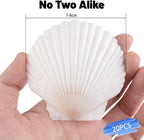 20 PCS Natural Scallop Shells for Crafts, 3 Inch White Seashell Decor for Home, Sea Shells for Decorating, DIY, Painting, Baking, Beach Wedding Decorations