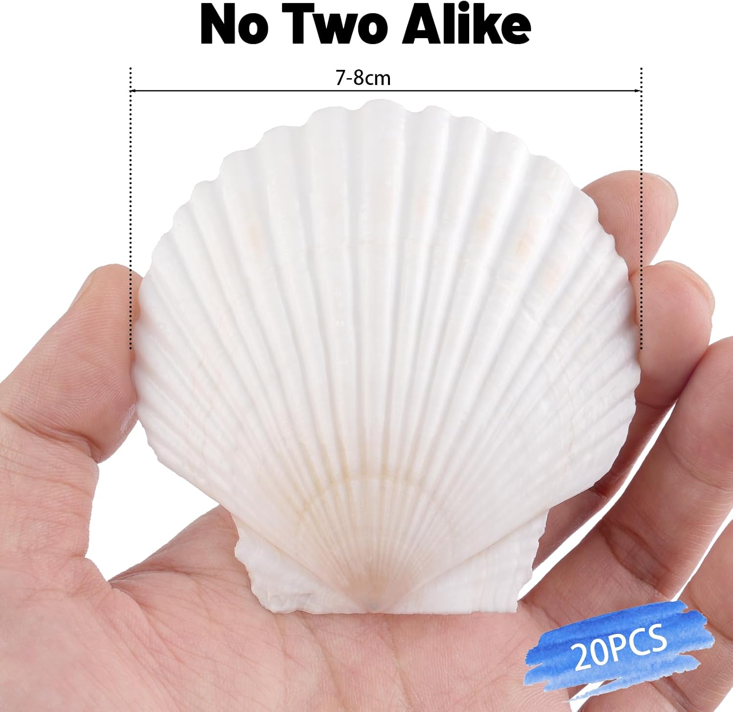 20 PCS Natural Scallop Shells for Crafts, 3 Inch White Seashell Decor for Home, Sea Shells for Decorating, DIY, Painting, Baking, Beach Wedding Decorations