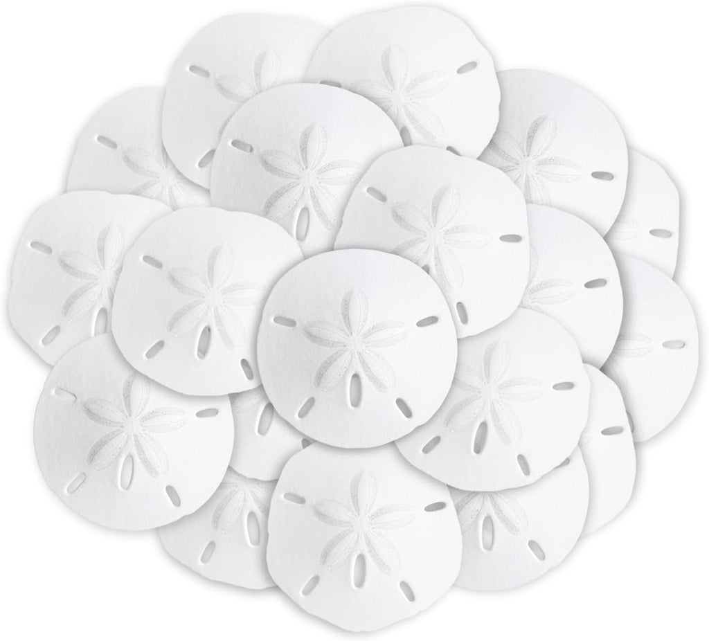 Real Sand Dollars 1.5" to 2" (30 Pack) – Sand Dollar Wall Art & Ornament Set – Beach Wedding Decor – Nautical Party Table Decor – Mini Shells for Crafts – Coastal Gifts