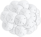 Real Sand Dollars 1.5" to 2" (30 Pack) – Sand Dollar Wall Art & Ornament Set – Beach Wedding Decor – Nautical Party Table Decor – Mini Shells for Crafts – Coastal Gifts