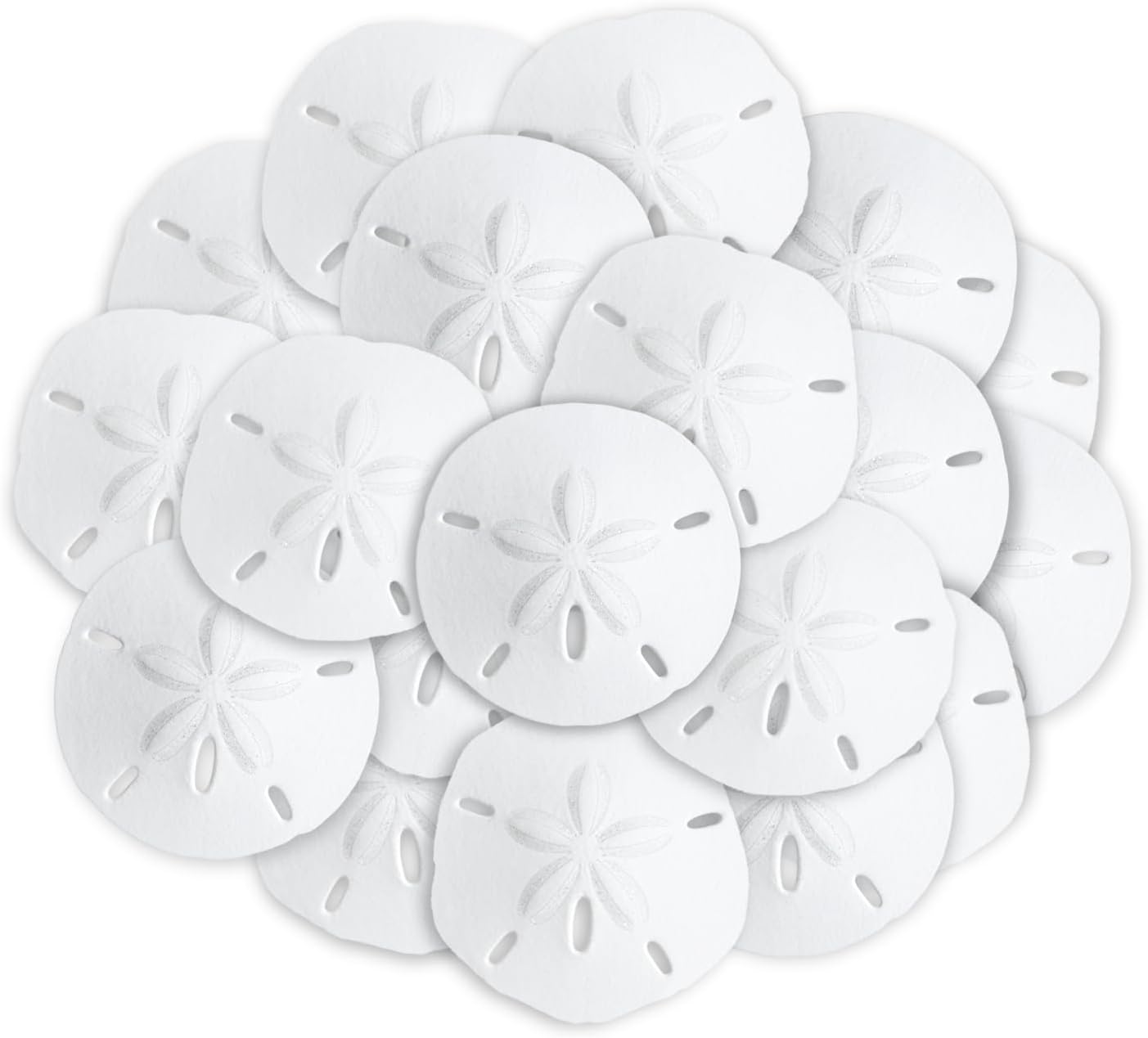Real Sand Dollars 1.5" to 2" (30 Pack) – Sand Dollar Wall Art & Ornament Set – Beach Wedding Decor – Nautical Party Table Decor – Mini Shells for Crafts – Coastal Gifts