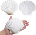 LUCKY BABY 4"-5" Scallop Shells for Crafts, 10 PCS Large Seashells for Decorating, White Natural Shells for Decoration