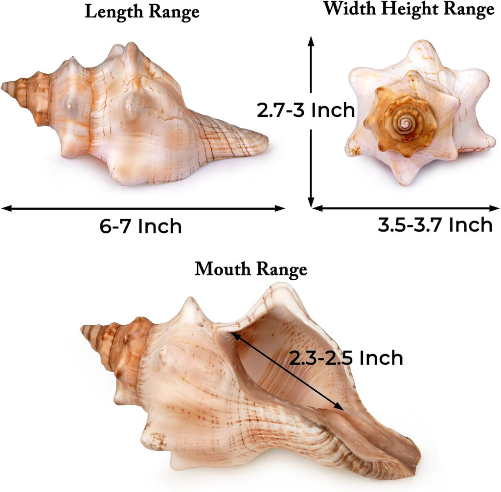 Giant Natural Conch Shell, Striped Fox Conch Seashell 6-7 inches, Large Sea Shell for Vase Filler, Air Plants, Wedding Decor Beach Theme Party